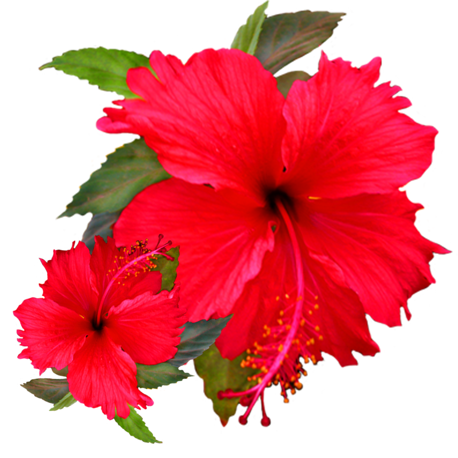 hibiscus